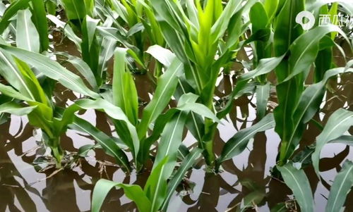 河南強降雨致上千公頃農作物受災，專家稱夏糧總體穩定但蔬菜供應面臨挑戰