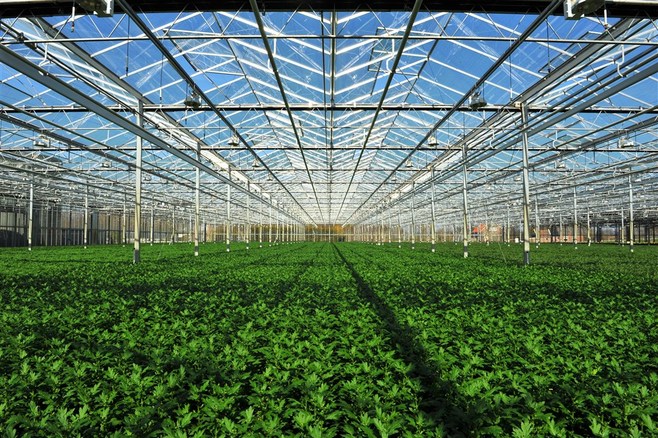 大棚里的農作物 現代科技與農業的完美融合