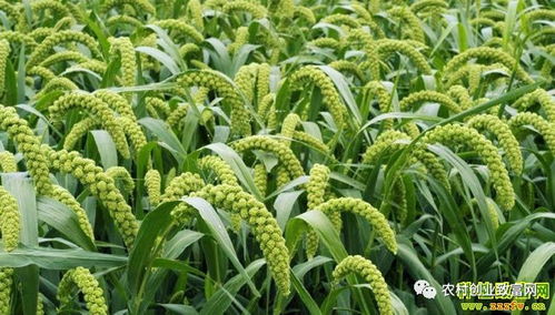 2018年蔬菜種植前景分析 哪些品種值得關注？