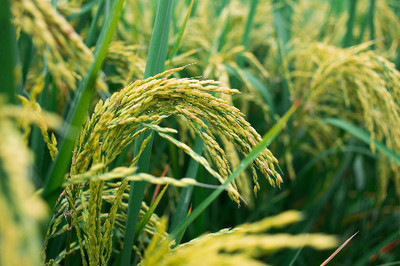 良種種植的益處與我國(guó)農(nóng)作物良種現(xiàn)狀分析